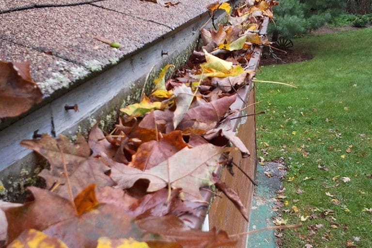 Leaves in rain gutter need clean out
